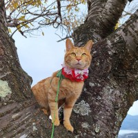 山中湖にお友達と旅行したにゃ