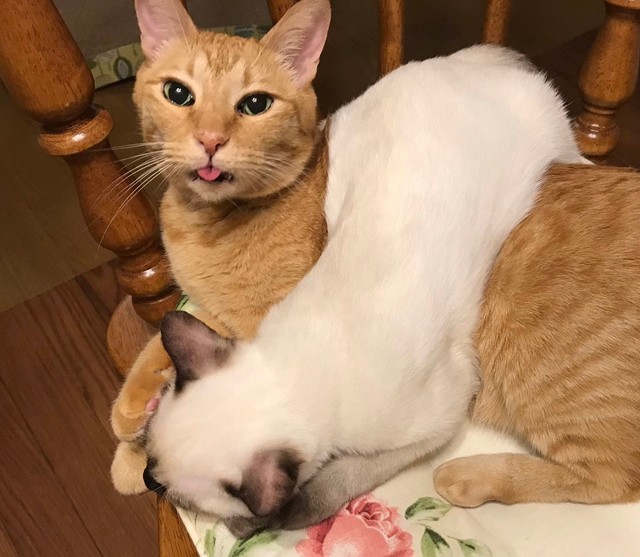 色が変わる前の綺麗な白いなみちゃん（提供：ソレイユさん）