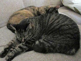 猫は少しおバカな方が平和？　指でさし示しても無反応…