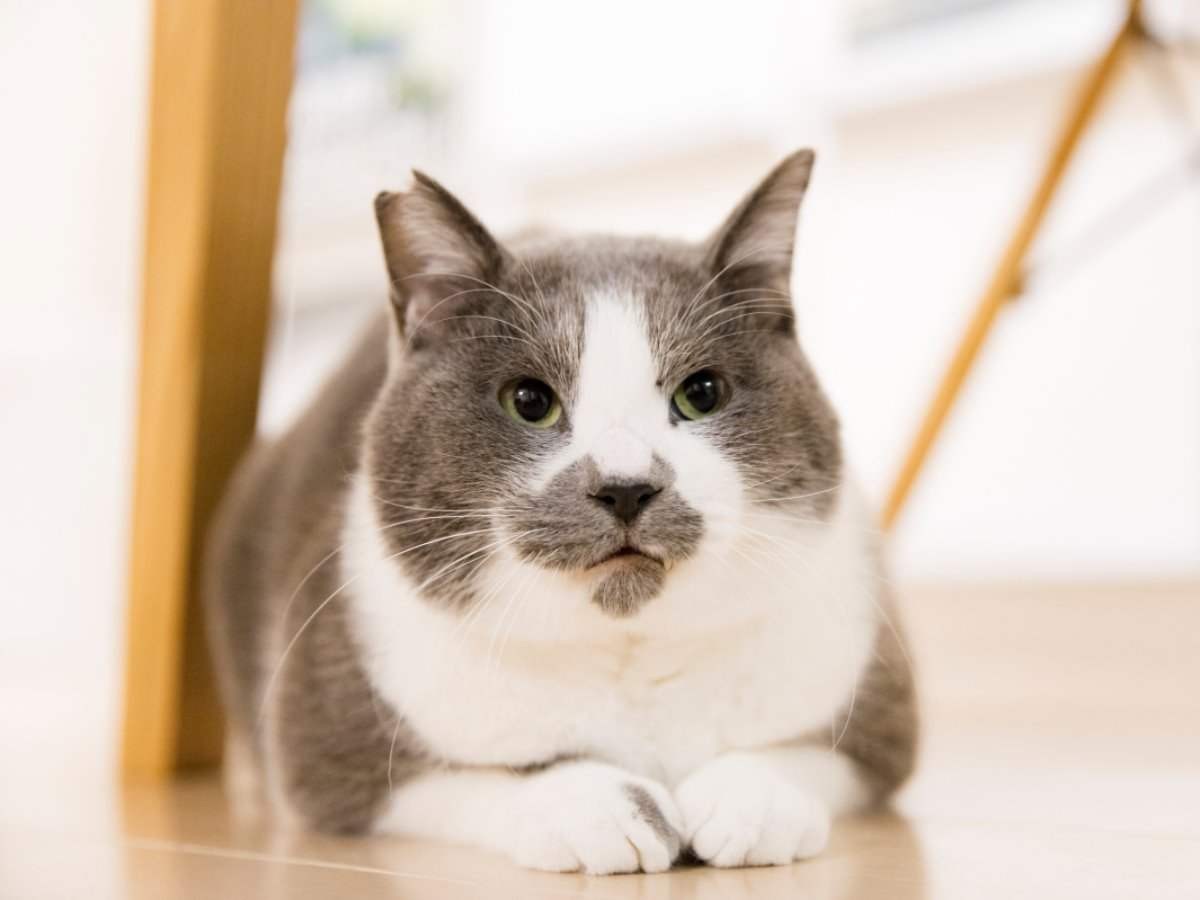 考えたくない愛猫くまおとの別れ グリーフケアに出会った | 「犬や猫と