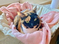 ハンモックでくつろぐもつちゃん（画像提供：べじたりあん。さん）