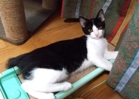 家に来て4カ月頃。生後、6から7カ月ころの朔ちゃん（画像提供：cittaちゃん）