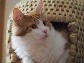 ねこちぐらにすっぽり　水遊びが好きなメインクーン「こだま」　