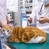 ペットの健康に関する支出の増加は、今後もペット飼育者にとって、懸念事項の１つとなることが予想されます　※画像はイメージです（あんみつ姫/stock.adobe.com）