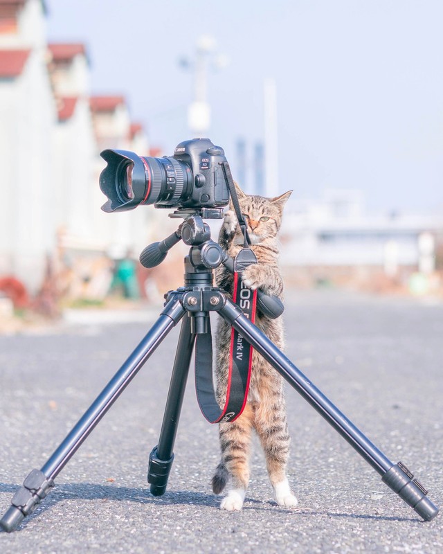 カメラに気づいて我にかえる猫ちゃん（提供：Ryostory1124 銀座富士ギャラリー写真展 7/24までさん）