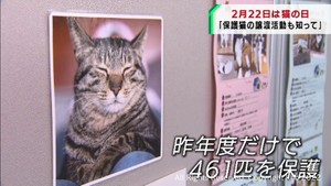 ２月２２日は猫の日　写真展で飼育責任や譲渡活動を周知　仙台市