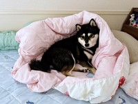 お布団で「かまくら」を作って休む蘭ちゃん（画像提供：柴犬 蘭さん）