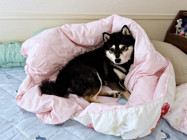 散歩中、飼い主の影でちゃっかり休む「賢すぎる」柴犬が話題 「影は