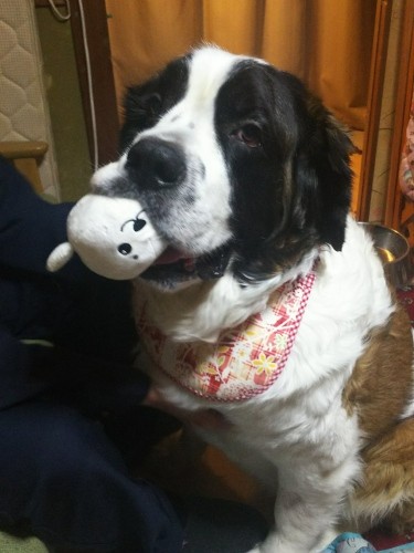 リンちゃんの誕生日、プレゼントにヨダレかけとぬいぐるみを。ヨダレかけは景子さんの夫の母の手作り。ご夫婦以外は触れ合うことができないのに、みんなに愛されたリンちゃん（景子さん提供）