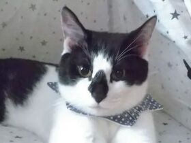 朝ごはんを食べたし、テントでくつろごうかにゃ～　ミックス猫「蒼」