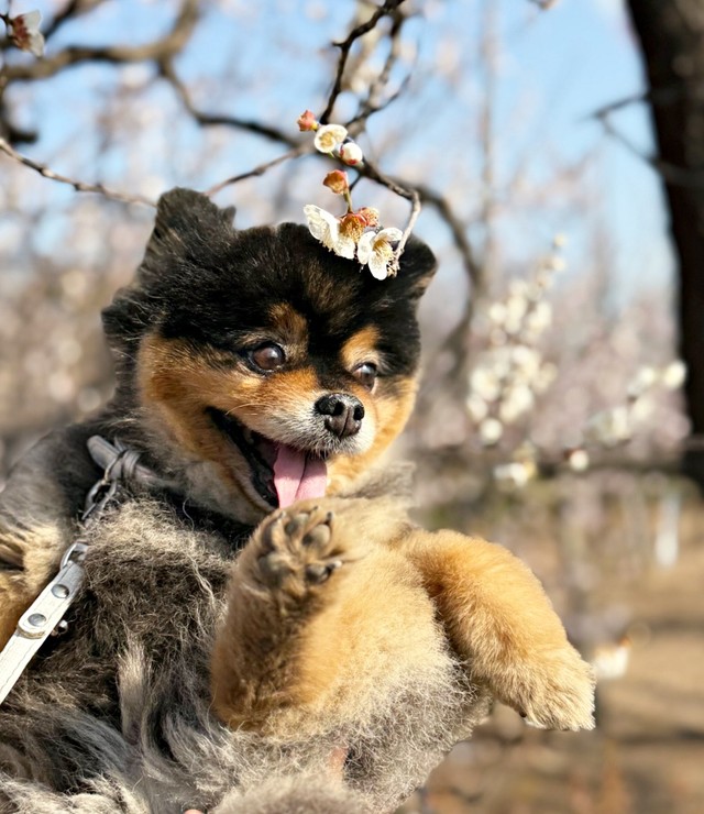 桜を背景にパシャリ！ 楽しそうなたろ吉ちゃん（画像提供：たろ吉(メスのポメ)の飼い主さん）