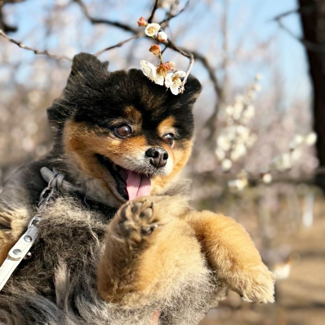 桜を背景にパシャリ！ 楽しそうなたろ吉ちゃん（画像提供：たろ吉(メスのポメ)の飼い主さん）