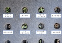 みなさんは草の名前がわかりましたか？（瀬尾一樹さん提供）