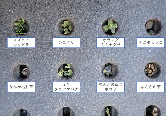 みなさんは草の名前がわかりましたか？（瀬尾一樹さん提供）