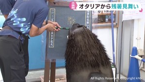 オタリアの残暑見舞いパフォーマンス　宮城野区・仙台うみの杜水族館