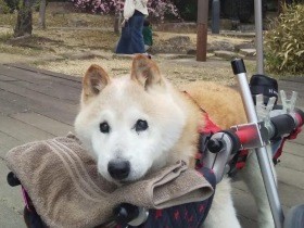 老犬の看取りボランティア　中途半端な気持ちで携われないが互いに高めあえる関係に