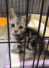 子猫時代の一枚。可愛いですね！（画像提供：レイさん)