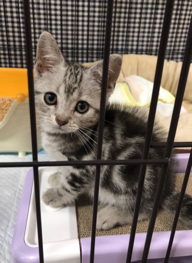 子猫時代の一枚。可愛いですね！（画像提供：レイさん)