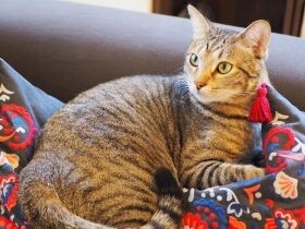 行っちゃヤダ！　かわいいまなざしでパパさんを引きとめ中のキジトラ猫「虎」