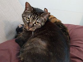 真夏のエアコン取り換え工事、２匹の猫はどうする？ 想定外の連続でパニック〈前編〉