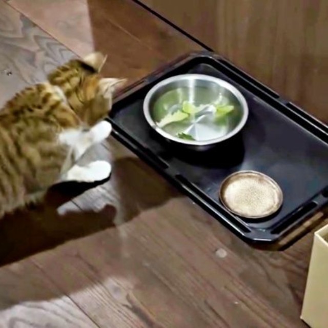 手についた水滴をペロリと舐めるチビちゃん（画像提供：いくどんさん）
