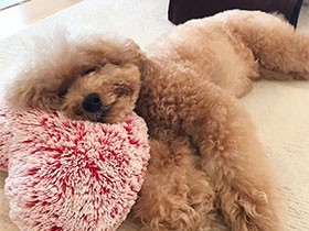 お掃除も終わって、気持ちよくzzz　トイプー「CoCo」