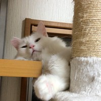 村上さんが外の子にあげるウェットフードを要求中