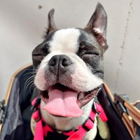 特大スマイルが愛らしいチャビィくん（画像提供：チャビィ Chabyさん）