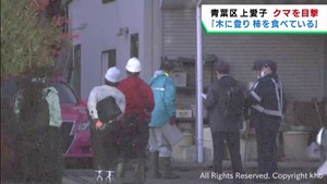 クマが住宅敷地内の木に登り柿の実を食べる　仙台・青葉区