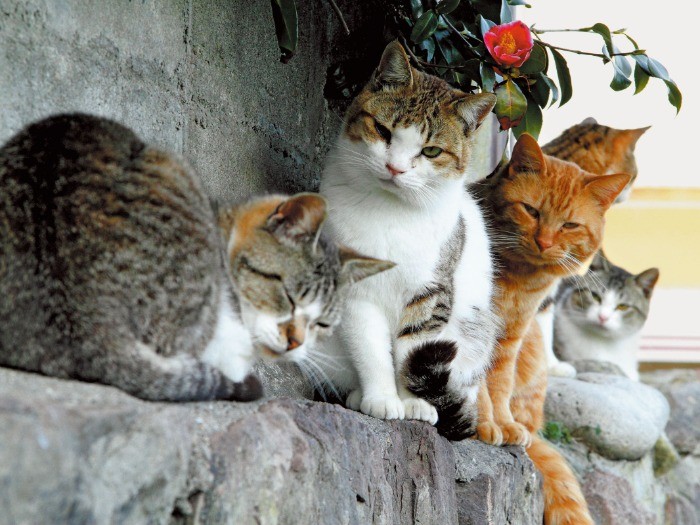 田代島の猫たちは日本猫らしい丸顔の子が多い