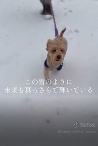 仲間と雪の上を楽しそうに走り回る様子／カノンアニマルレスキューさん（@canon.animal.rescue）提供