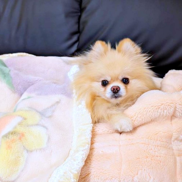 ふかふかの布団に入るこの太くん（画像提供：この太さん）