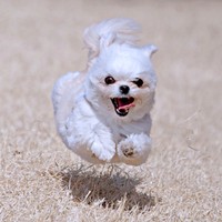 「飛行犬」爆誕！？ 楽しそうに駆け回るすずめちゃん（画像提供：チワマルすずめさん）