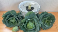 キャベツの芯から、ミニキャベツ３.１個を収穫（提供：みかんぼーや1987さん）