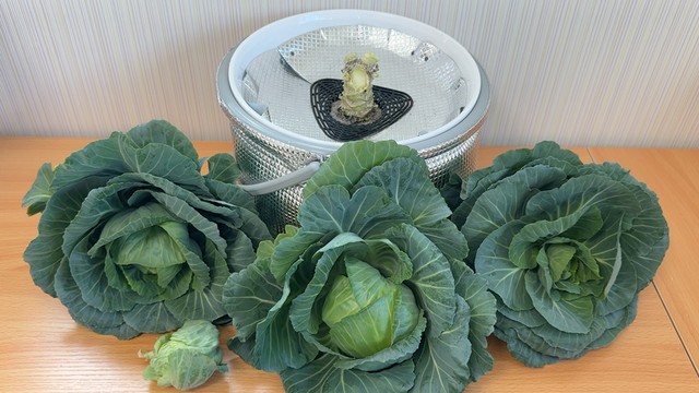 キャベツの芯から、ミニキャベツ３.１個を収穫（提供：みかんぼーや1987さん）
