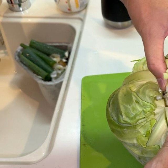 キャベツの芯から、ミニキャベツ３.１個を収穫（提供：みかんぼーや1987さん）