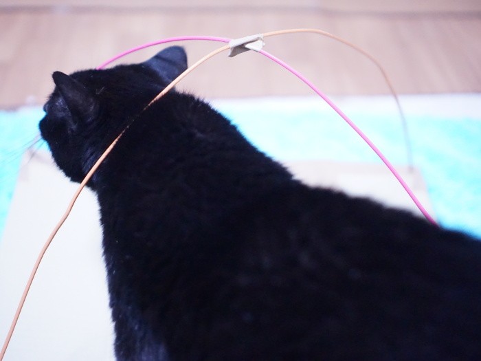 交差部をガムテープで留めて下を土台に通して…。イヌオが手伝っています