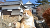 備中松山城　猫城主さんじゅーろーの新グッズを発売するニャー　岡山・高梁市