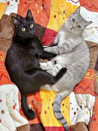 仲良く添い寝♡（左から）ポルちゃん、同居猫・ジョルノくん（画像提供：つんさん）