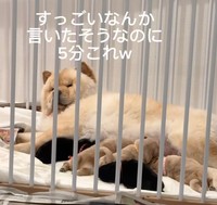 育児って大変〜！飼い主さんに何か言いたそうな表情のブーちゃん（提供：@chowchow_boo0125さん）