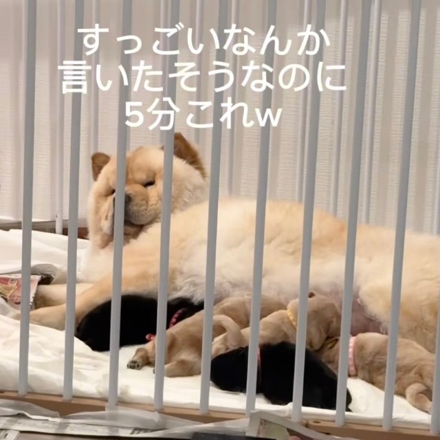 育児って大変〜！飼い主さんに何か言いたそうな表情のブーちゃん（提供：@chowchow_boo0125さん）