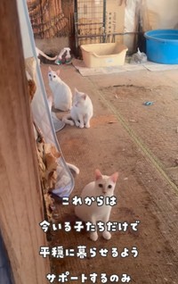 今回の住宅ではペットの飼育が認められていなかったため、手術の支援制度が使えず…（「かごねこ」さん提供、Instagramよりキャプチャ撮影）
