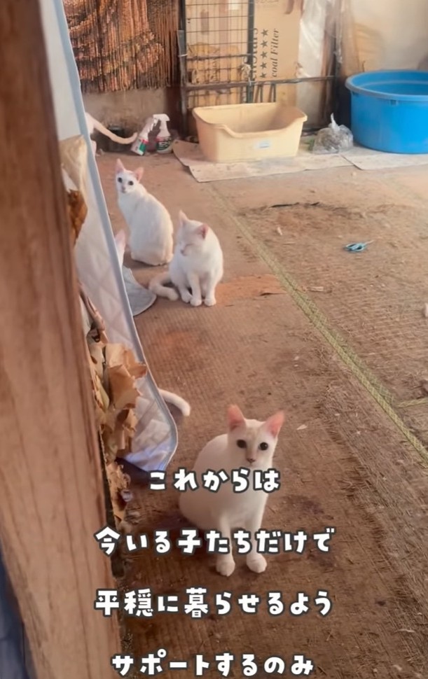 今回の住宅ではペットの飼育が認められていなかったため、手術の支援制度が使えず…（「かごねこ」さん提供、Instagramよりキャプチャ撮影）

