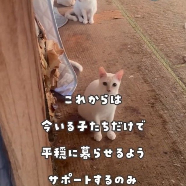 今回の住宅ではペットの飼育が認められていなかったため、手術の支援制度が使えず…（「かごねこ」さん提供、Instagramよりキャプチャ撮影）
