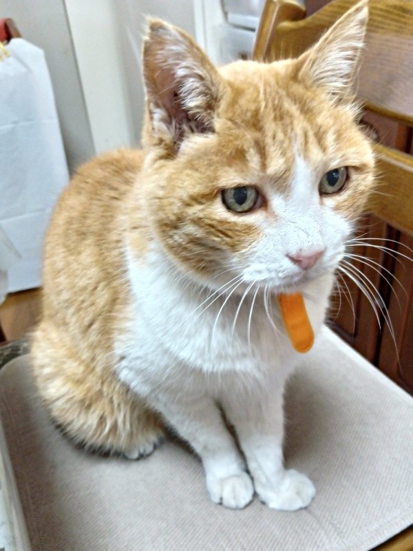 椅子の上にちょこんと座るナオくん（画像提供：ナオとフータさん）