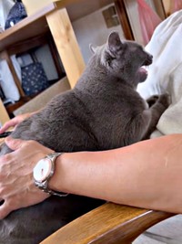 パパの膝上で愛をささやくメロちゃん（画像提供：そべ3さん）