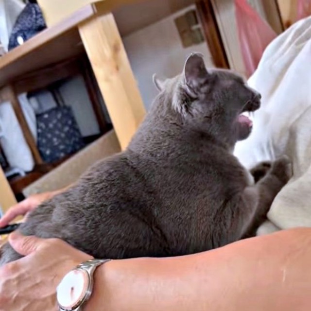 パパの膝上で愛をささやくメロちゃん（画像提供：そべ3さん）