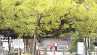 逆木のイチョウ　誕生寺提供