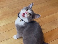 振り返るしらたまくん（提供：わがやのねこさん）