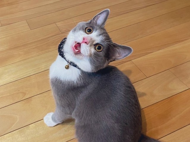 振り返るしらたまくん（提供：わがやのねこさん）